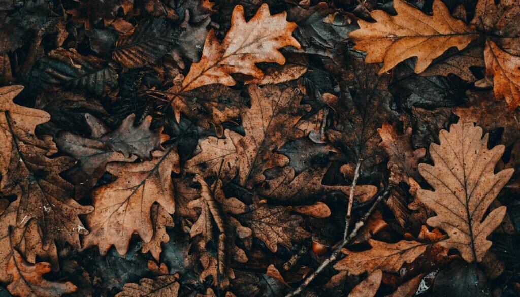 Eichenblätter Symbol für Tote im Krieg