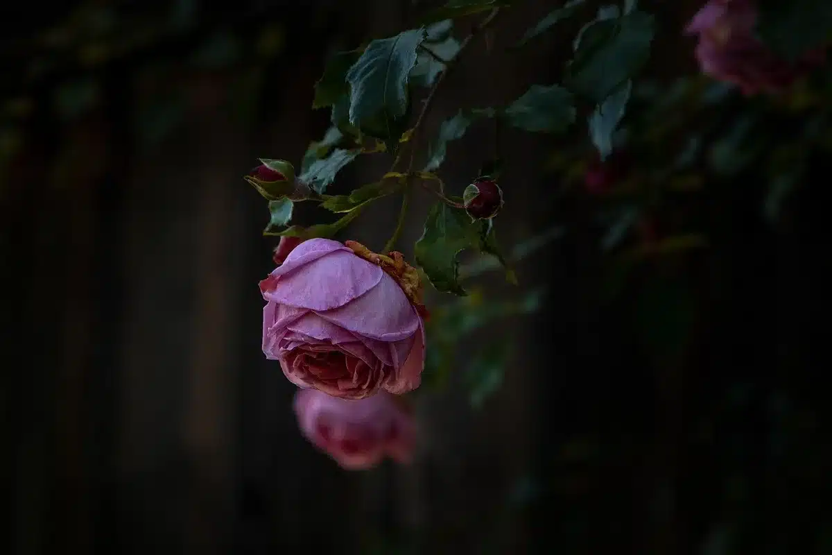 Hände halten verwelkte Blume über einem Holztisch