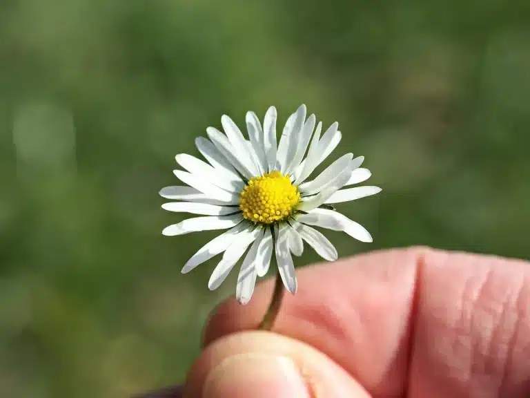 Verwelkte Blume und alte Polaroid-Fotografie auf Holztisch, Hände im Bild