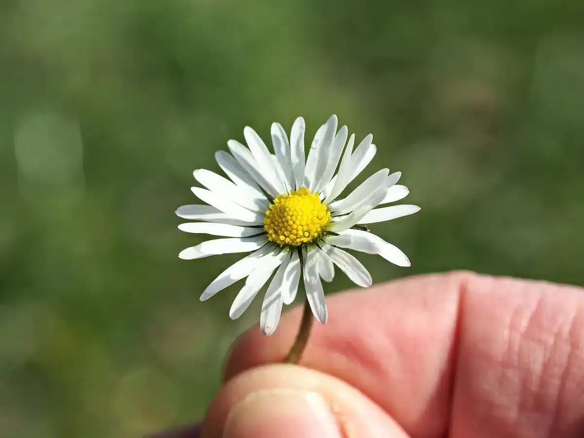 Verwelkte Blume und alte Polaroid-Fotografie auf Holztisch, Hände im Bild